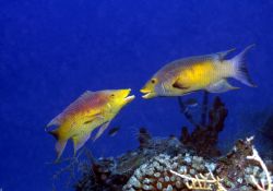 Two Spanish Hogfish face off...Roatan, HN. by Jon Kreider 